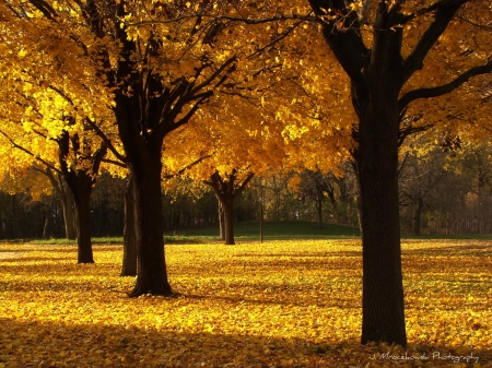 Autumn Maple Trees - nature, autumn, maple, trees