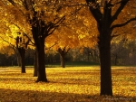 Autumn Maple Trees