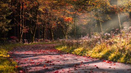 Autumn Idyll - colorful autumn leaves, nature, autumn, forest, idyll, road