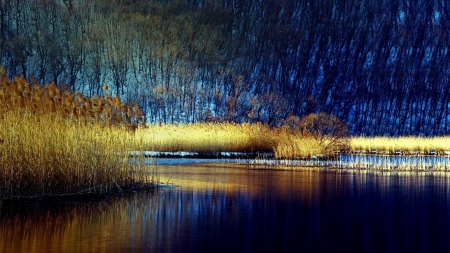 National Geographic - national geographic, reed, forest, river