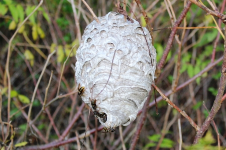 Wesp nest - nature, summer, animals, other