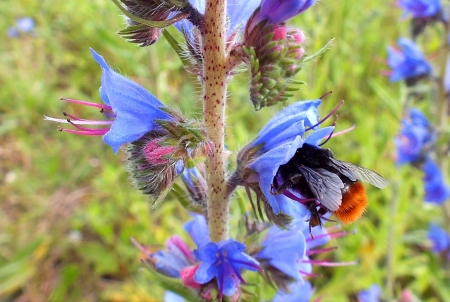 Summer - nature, fields, flowers, other