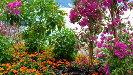 Exotic Flowers - blossoms, lake, plants, petals, bougainville, leaves