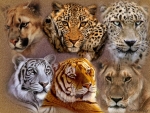 BIG CATS