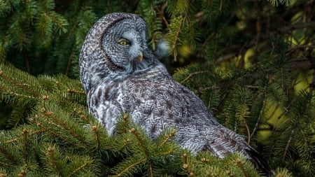 Gray Owl in Tree - pine, animals, owl, gray, bird