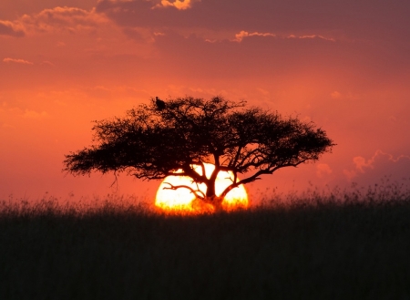 Splendid - wonderful, sunset, tree, sun