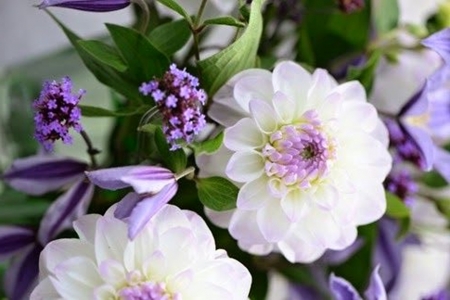 Purple and white - white, beatiful, flower, purple