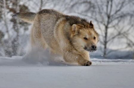 Wolf - great, winter, wolf, snow