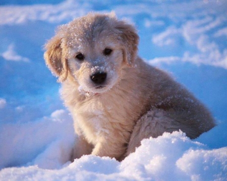 Puppy in the Snow - animal, puppy, dog, snow