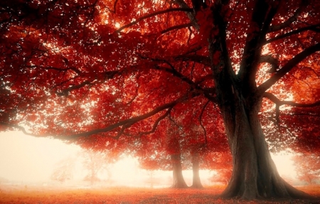 Autumn Morning Mist - fall leaves, autumn, mist, morning, tree