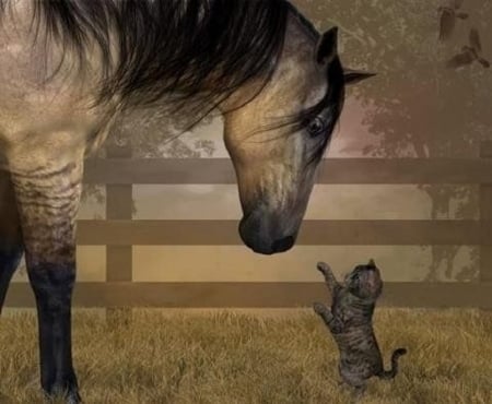 Friends ? - horse, animals, cats, friends, kitten