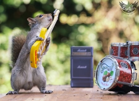 Guitarist - drum, animal, guitarist, yellow, max ellis, funny, cute, squirrel