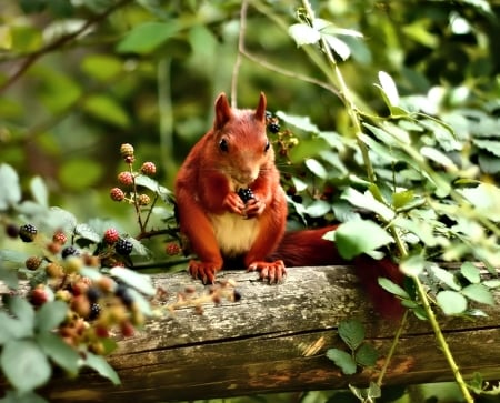 Red Squirrel - red, animal, cute, squirrel