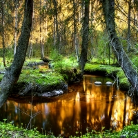 Gold Water in the Forest