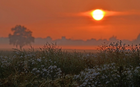 Floral field at sunset