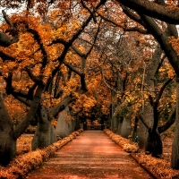 Alley of Trees