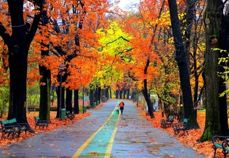 Forest Road - leaves, colors, fall, trees