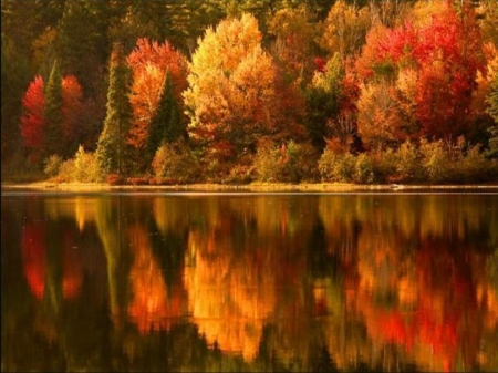 Autumn Lake - lake, forest, reflection, trees, nature, autumn