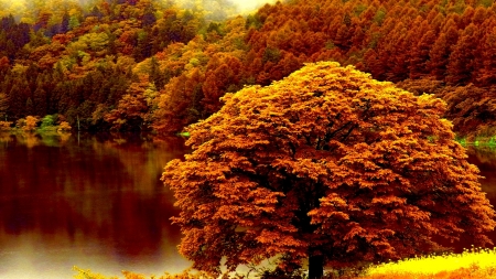 Autumn Forest Lake - lake, forest, trees, nature, autumn