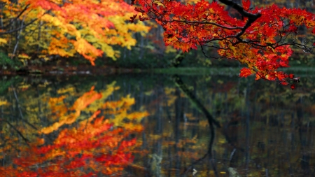 Autumn Lake - lake, forest, trees, nature