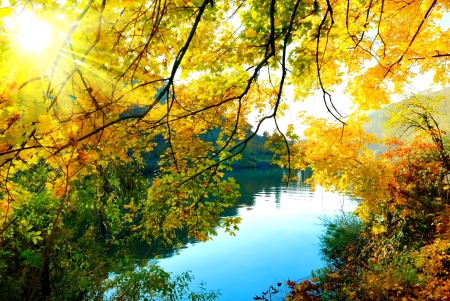 Autumn branches