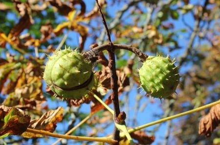 Autumn - trees, nature, autumn, other