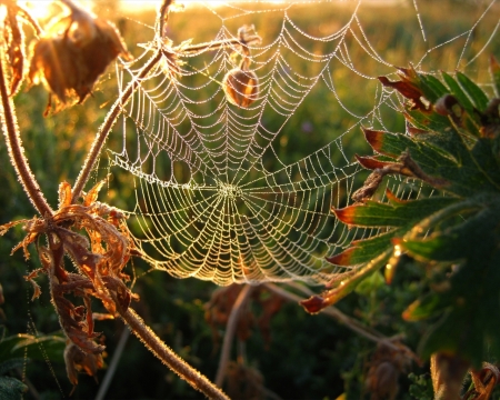 Spider Net - nature, spider, net, fall leaves