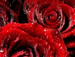 red rose waterdrops