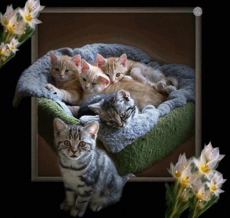 cute kittens - cute, animals, kittens, cats