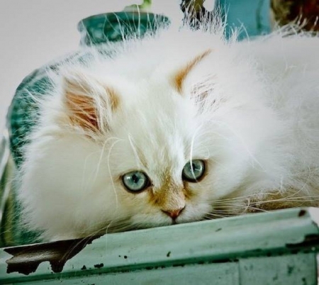 cute white fluffy - fluffy, white, cute, cats, animals