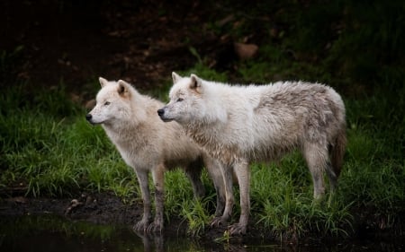 Arctic Wolves - River, hunting, wildlife, predators