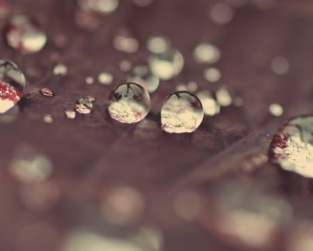 Leaf surface drops - abstract, close-up, raindrops, photography, drops, dewdrops, leaves, fall, nature, dew, autumn, rain, macro, leaf, wallpaper, softness