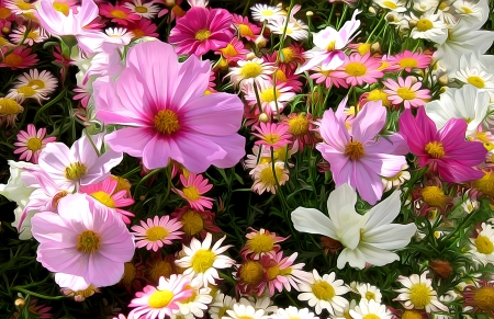 Flowers - cosmos, summer, flower, pink, texture art, pictura, white, green, painting