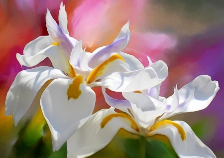 Irises - flower, pink, iris, yellow, art, white, pictura, painting, green