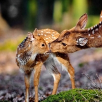 Deer Smelling Each Other