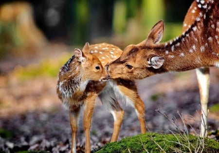 Deer Smelling Each Other - white deer, nature, baby deer, deer brown, smelling deer, green, moss, deer