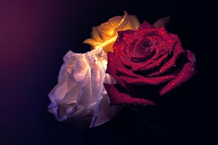 Beautiful - water, rose, flower, drops