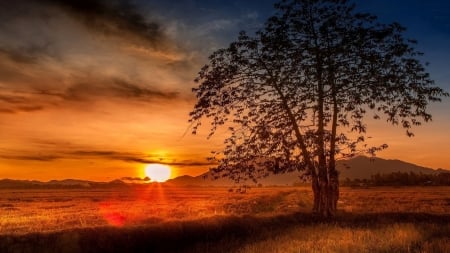 Burning Sunset - sky, hills, tree, above, burning sunset