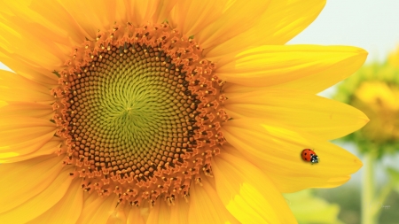 One Gorgeous Sunflower - ladybug, autumn, sunflowers, fall, summer, flowers, gold