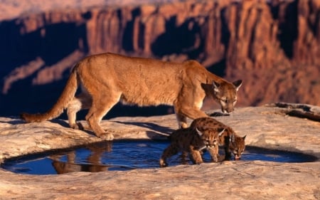 Cougar And Cubs - thirsty, cub, two, cat, animals, water, outdoors, cougar, nature, look, big cat