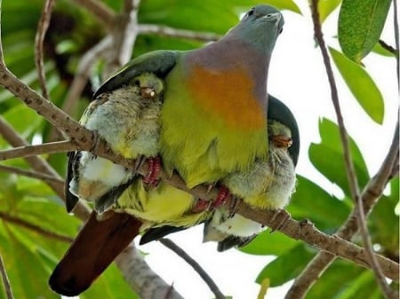 Mother Care - animal, mother care, trees, birds