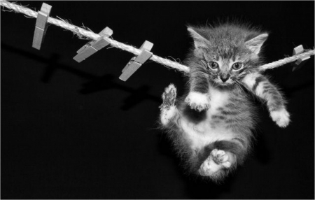 Funny Kitten - animal, kitten, funny, cat