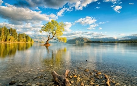 single tree in lake wanaka - sky, lake, tree, water