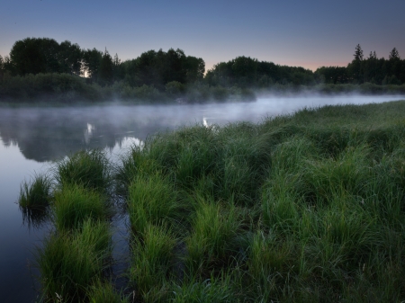 Morning Fog at Lake Forest - lake, forest, fog, trees, nature, grass