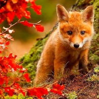 Fox at Autumn Forest