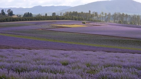 lavender farm - flowers, trees, mountains, fields