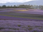 lavender farm