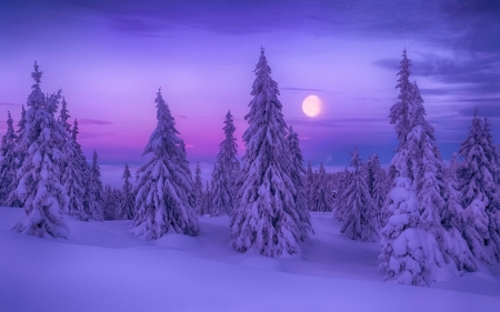 Dreamy Winter - winter, moon, trees, snow