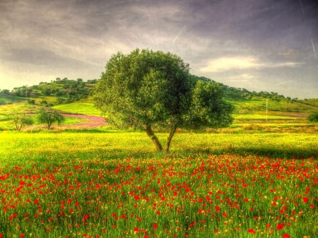 Storm Coming Up - hill, flowers, blossoms, hdr, landscape, tree