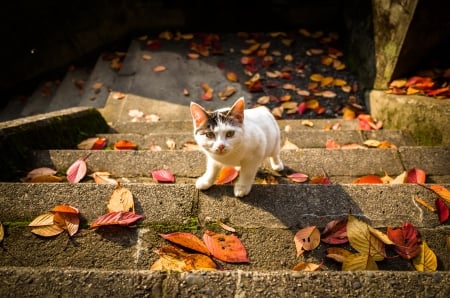 Autumn Leaves - stairs, season, cat, kitten